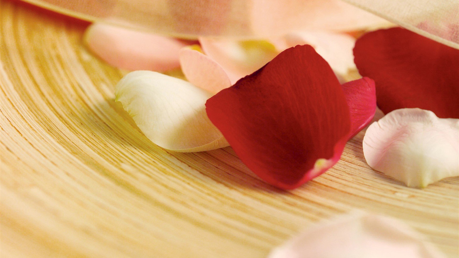 小清新,静物写真,花瓣,1月25日,儿童桌面专用