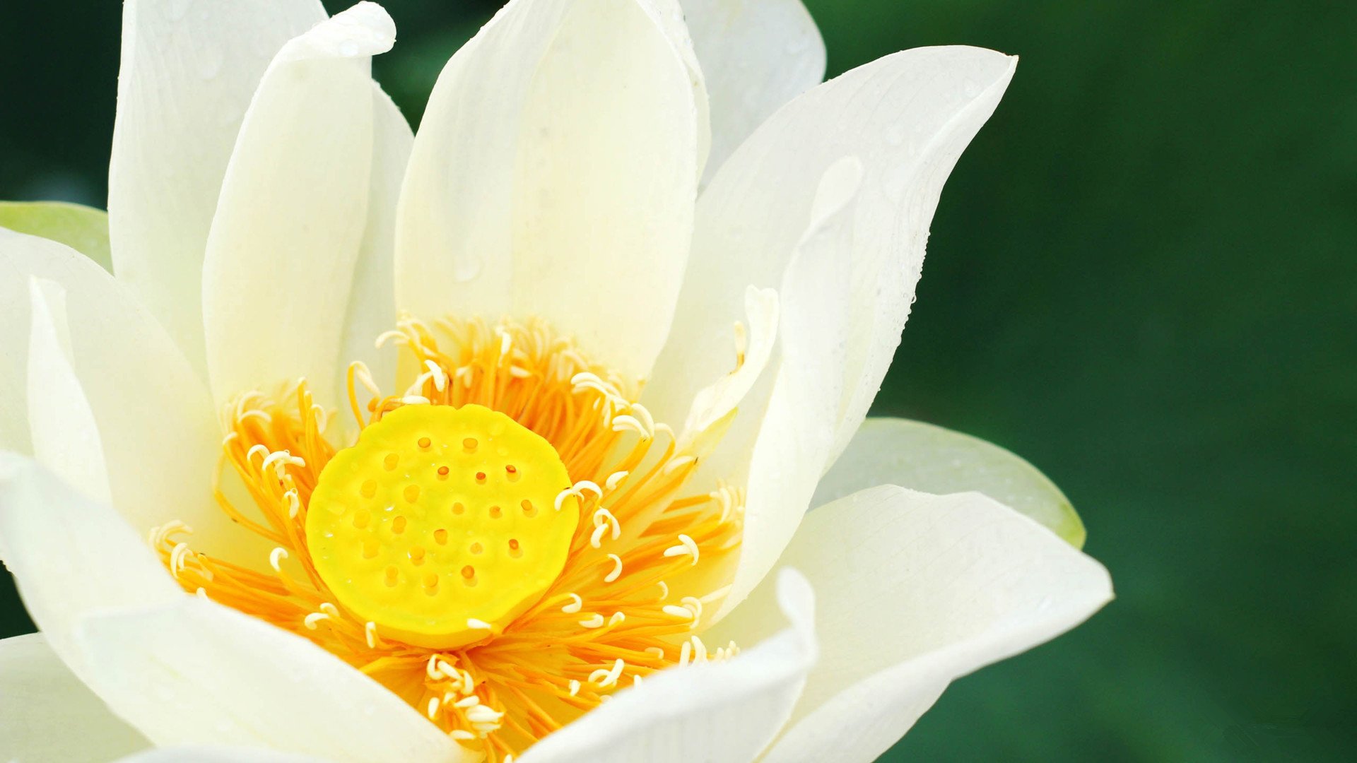 小清新,娇艳欲滴,花卉,1月24日,儿童桌面专用