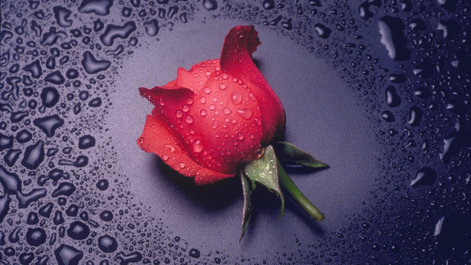 小清新,静物写真,玫瑰,1月18日,儿童桌面专用