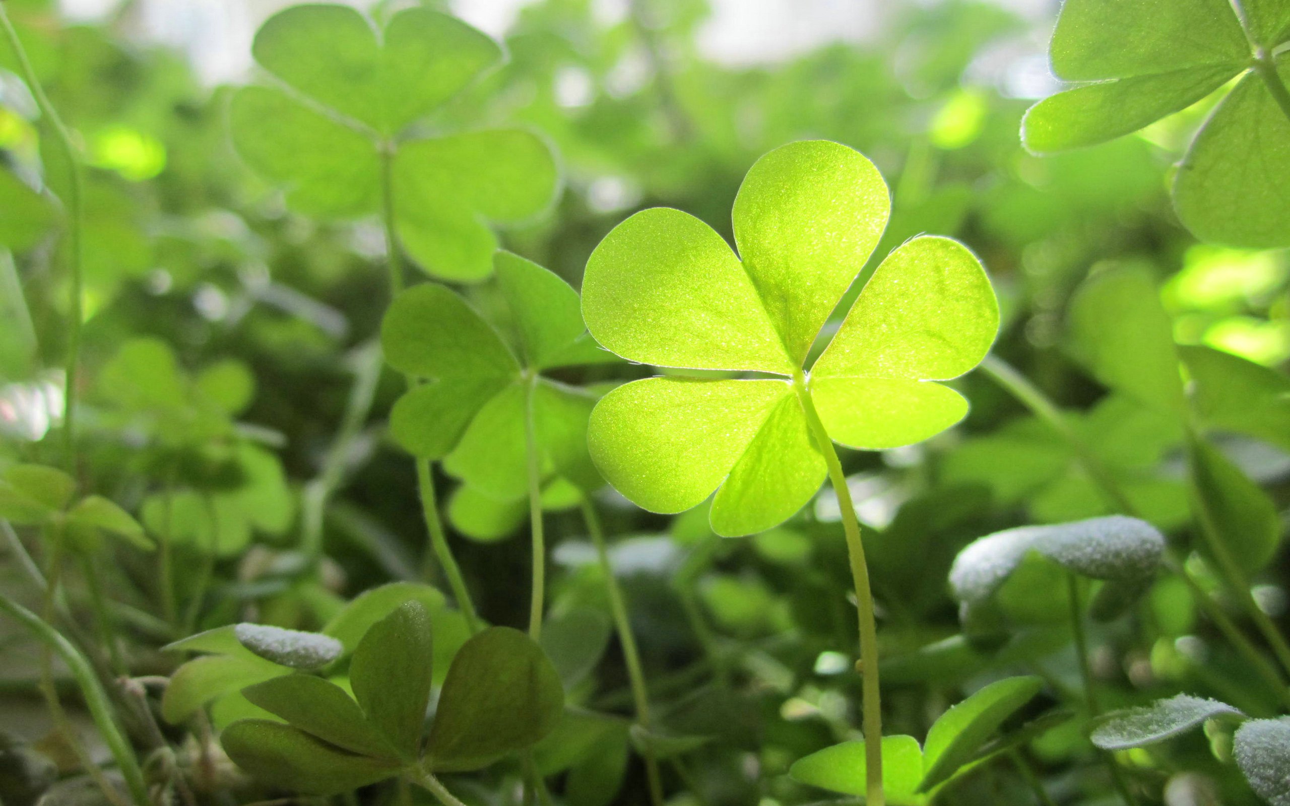 小清新,护眼壁纸,四叶草,幸运,儿童桌面专用