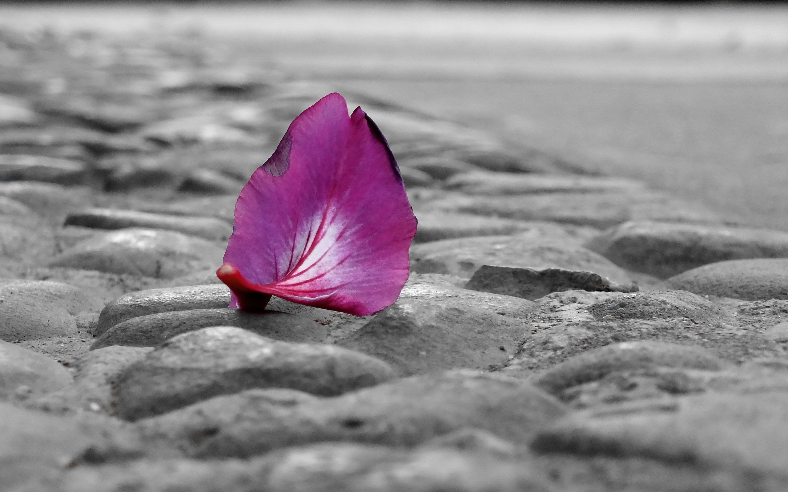 小清新,静物写真,花瓣,1月29日,儿童桌面专用