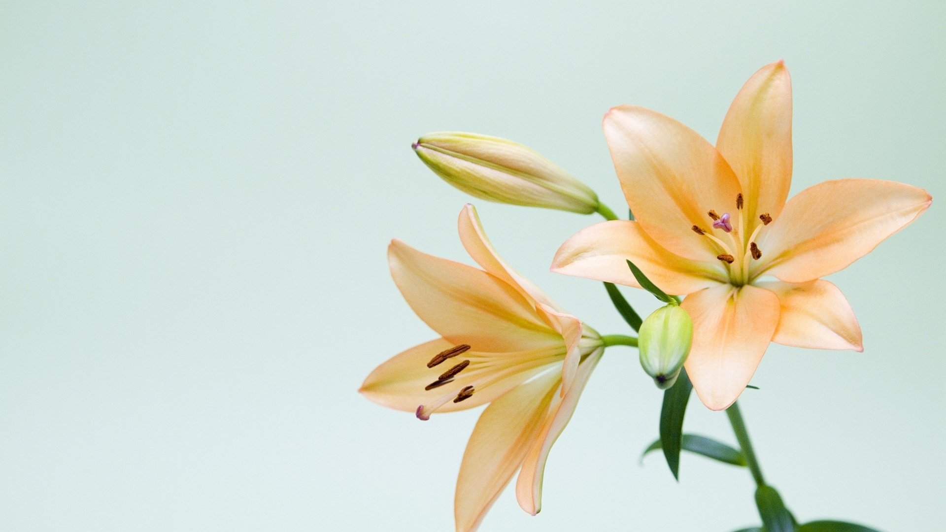 小清新,百合花,儿童桌面专用