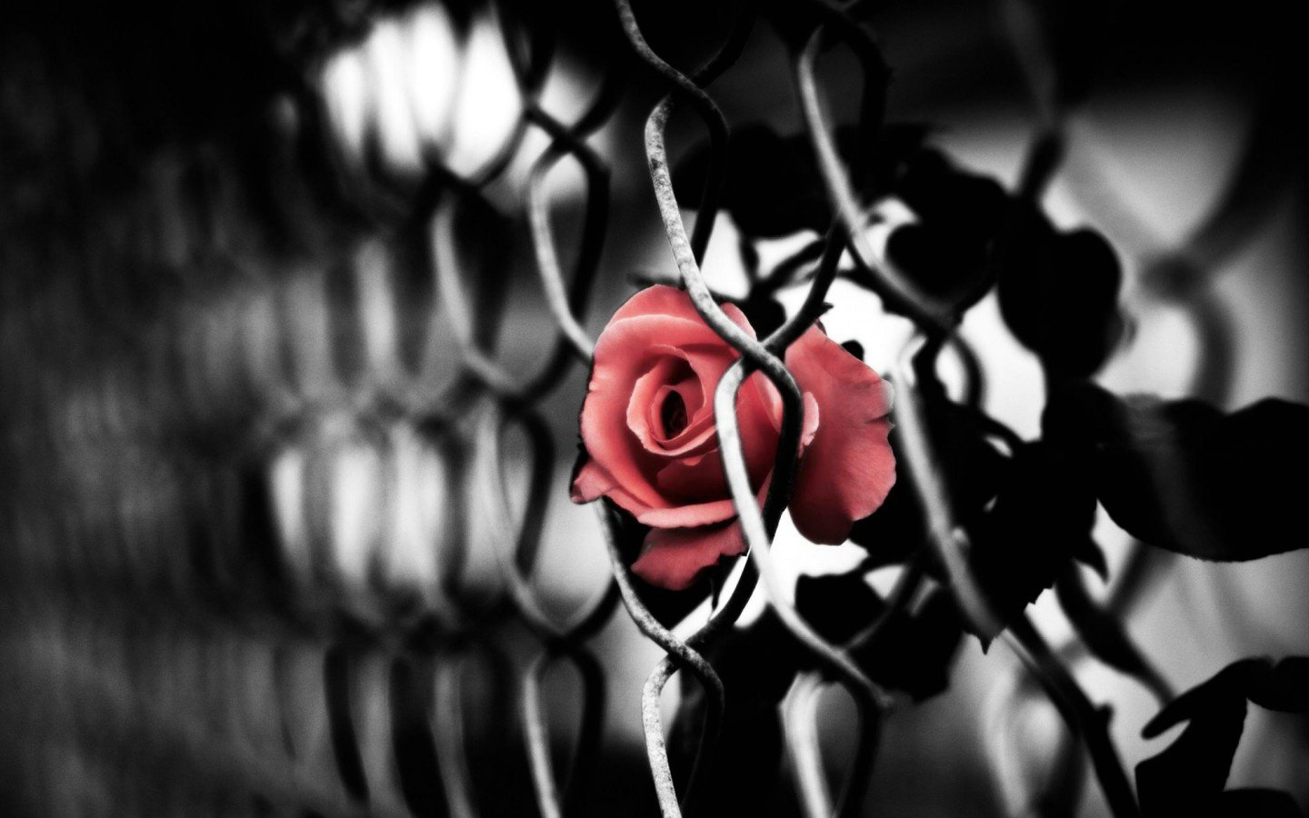 爱情美图,唯美温馨,玫瑰,伤感,悲伤