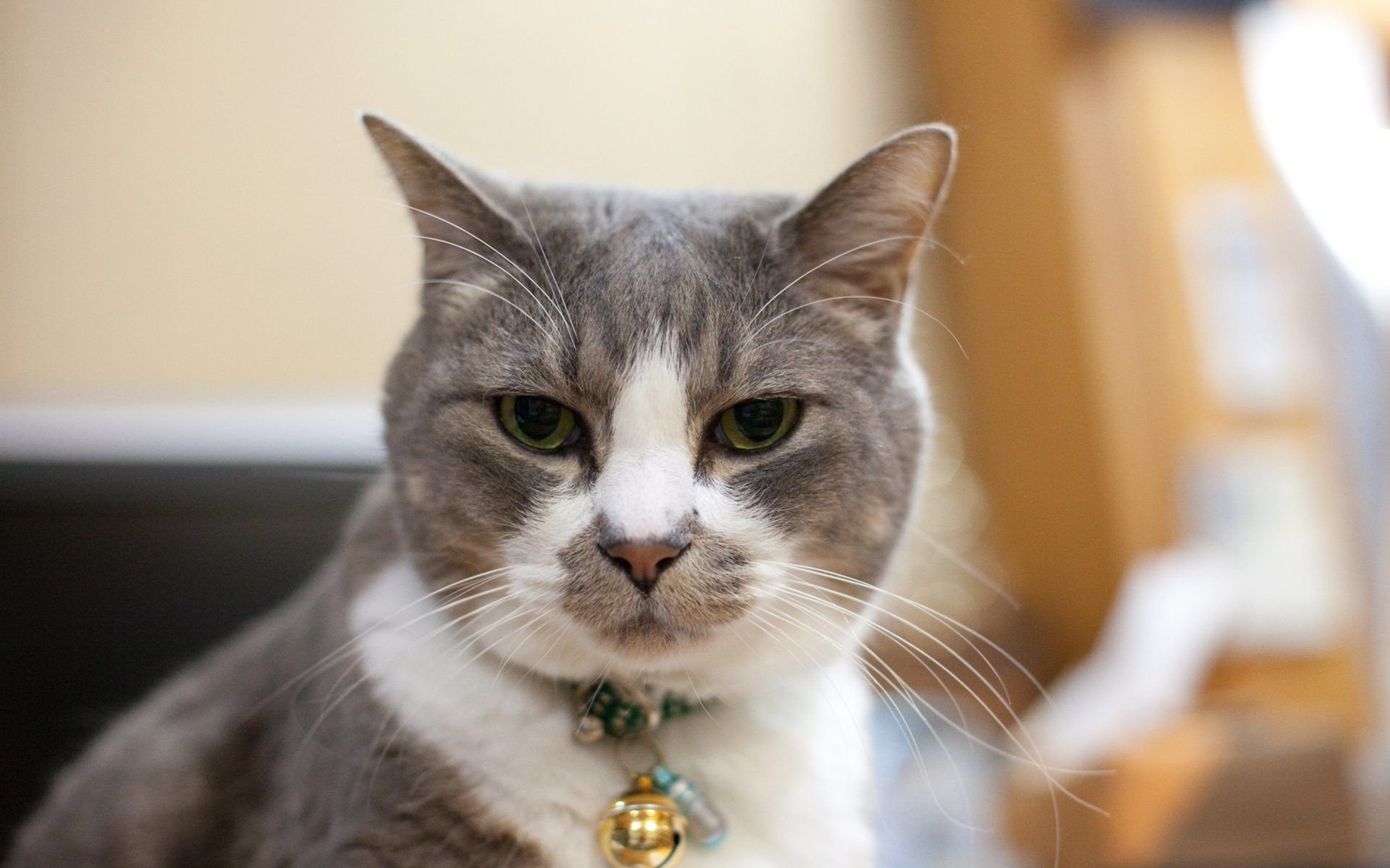 萌宠,喵星人,儿童桌面专用