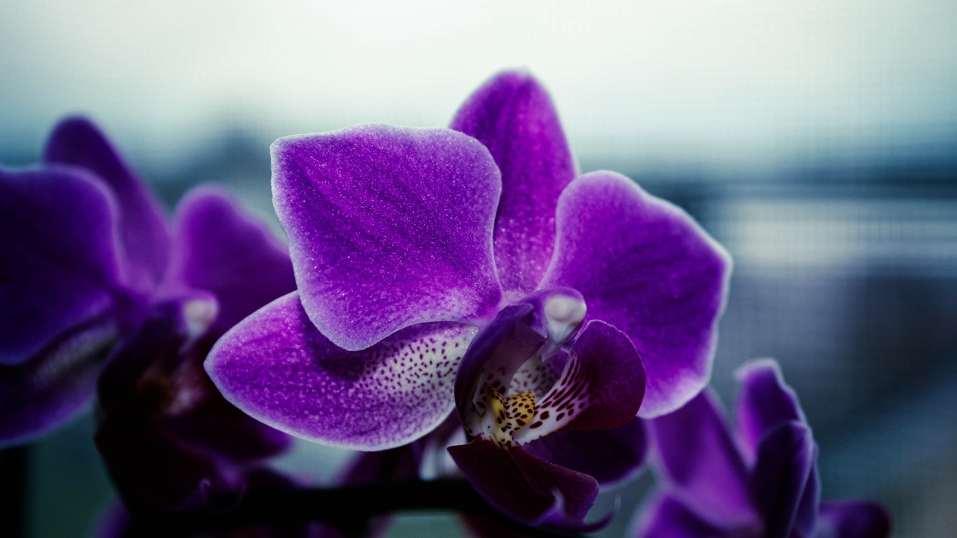 小清新,娇艳欲滴,花卉,1月29日,儿童桌面专用