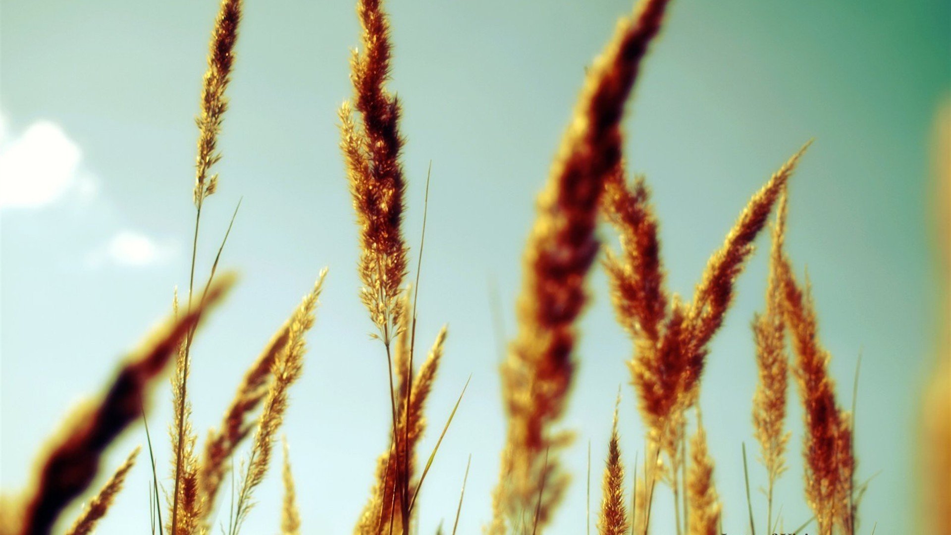 小清新,清新淡雅,天空,1月25日,儿童桌面专用