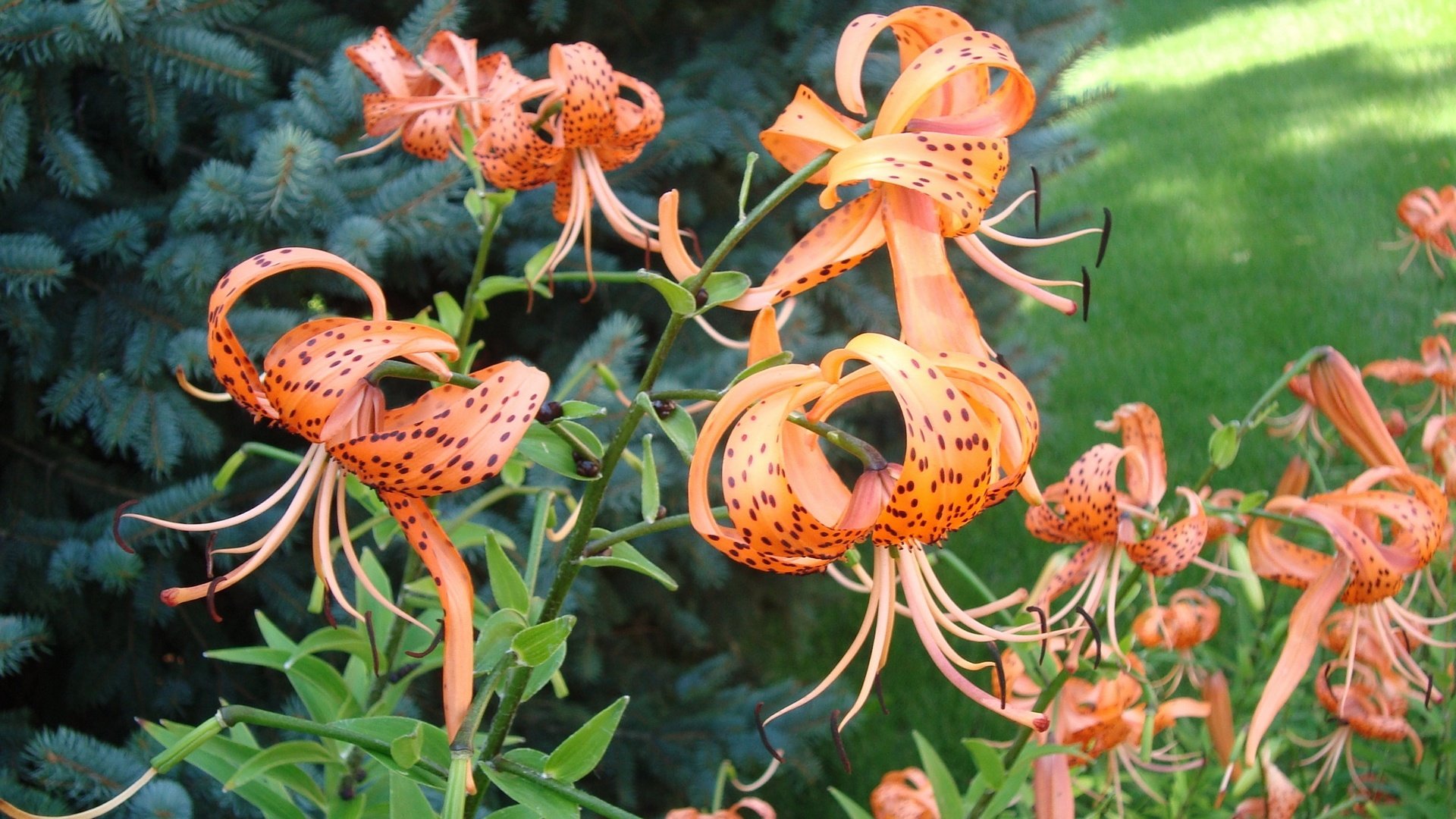 小清新,百合花,儿童桌面专用