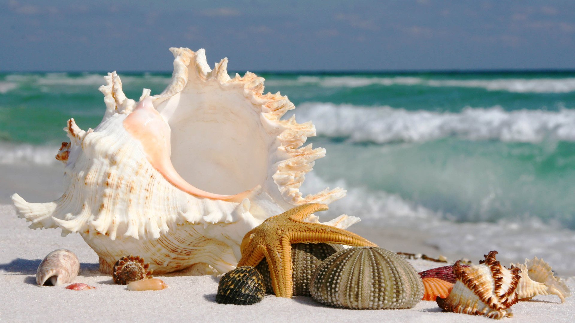 小清新,静物写真,海螺,1月25日,儿童桌面专用