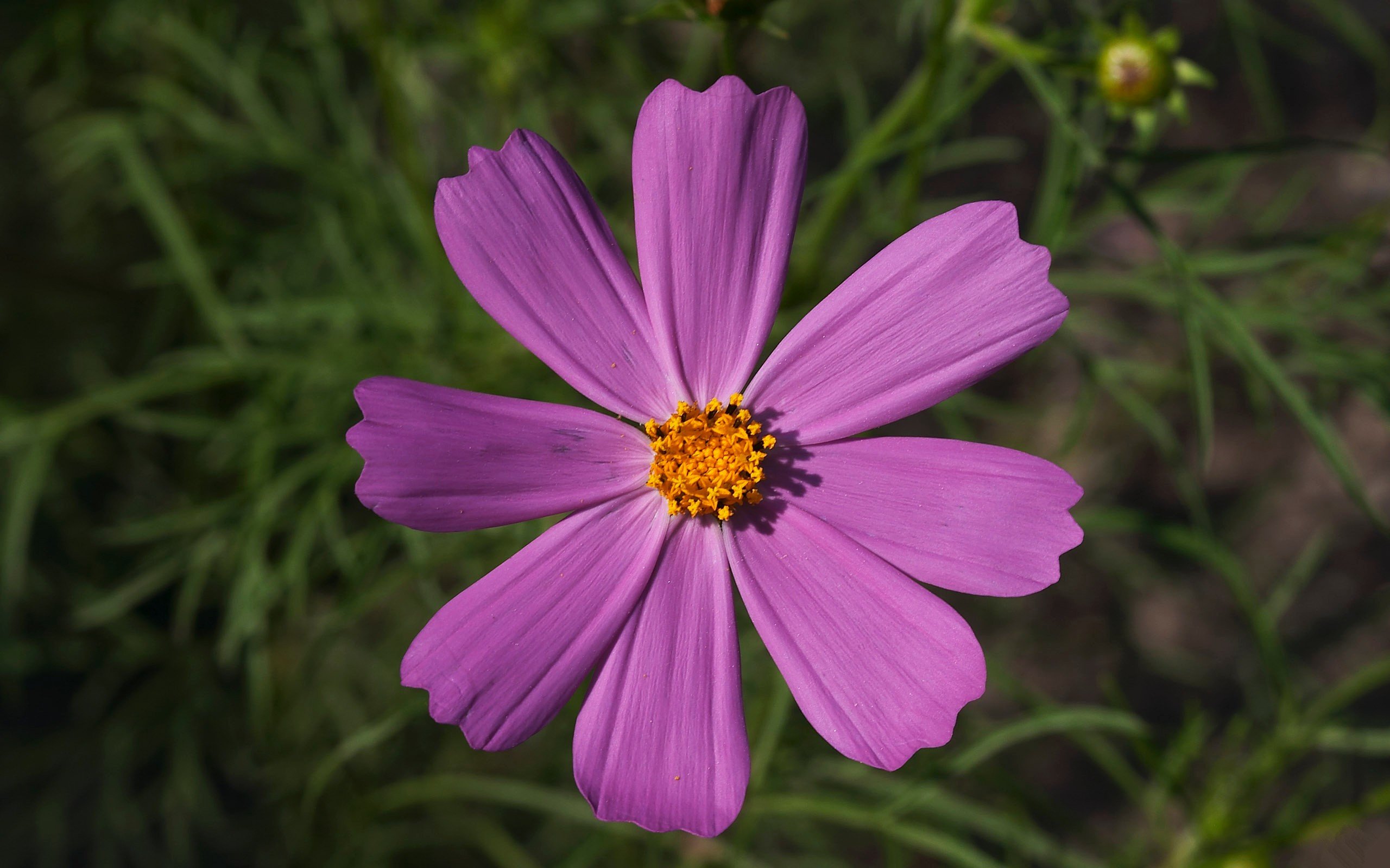 小清新,鸟语花香,花卉,一月十日,儿童桌面专用