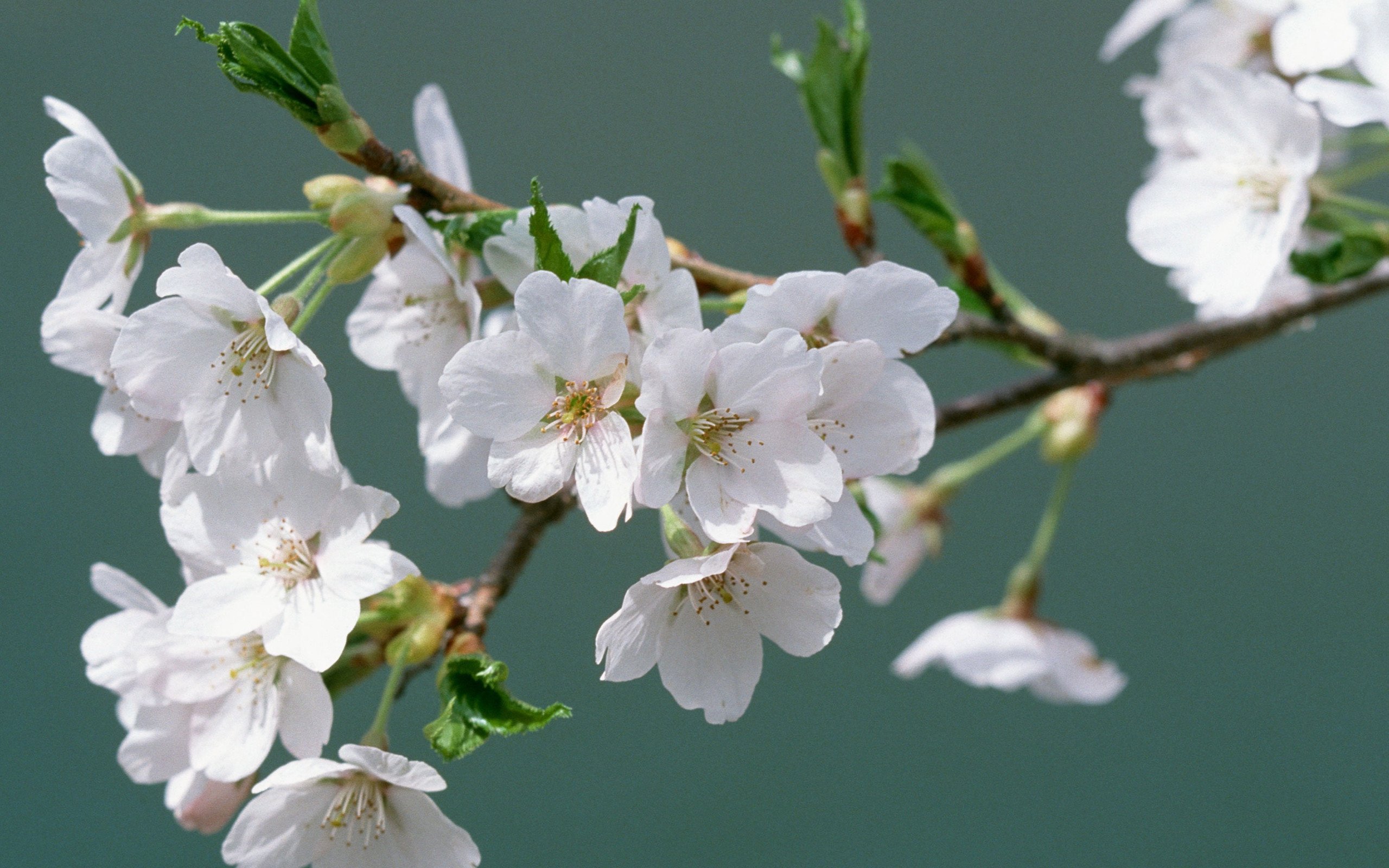 小清新,鸟语花香,花卉,1月29日,儿童桌面专用