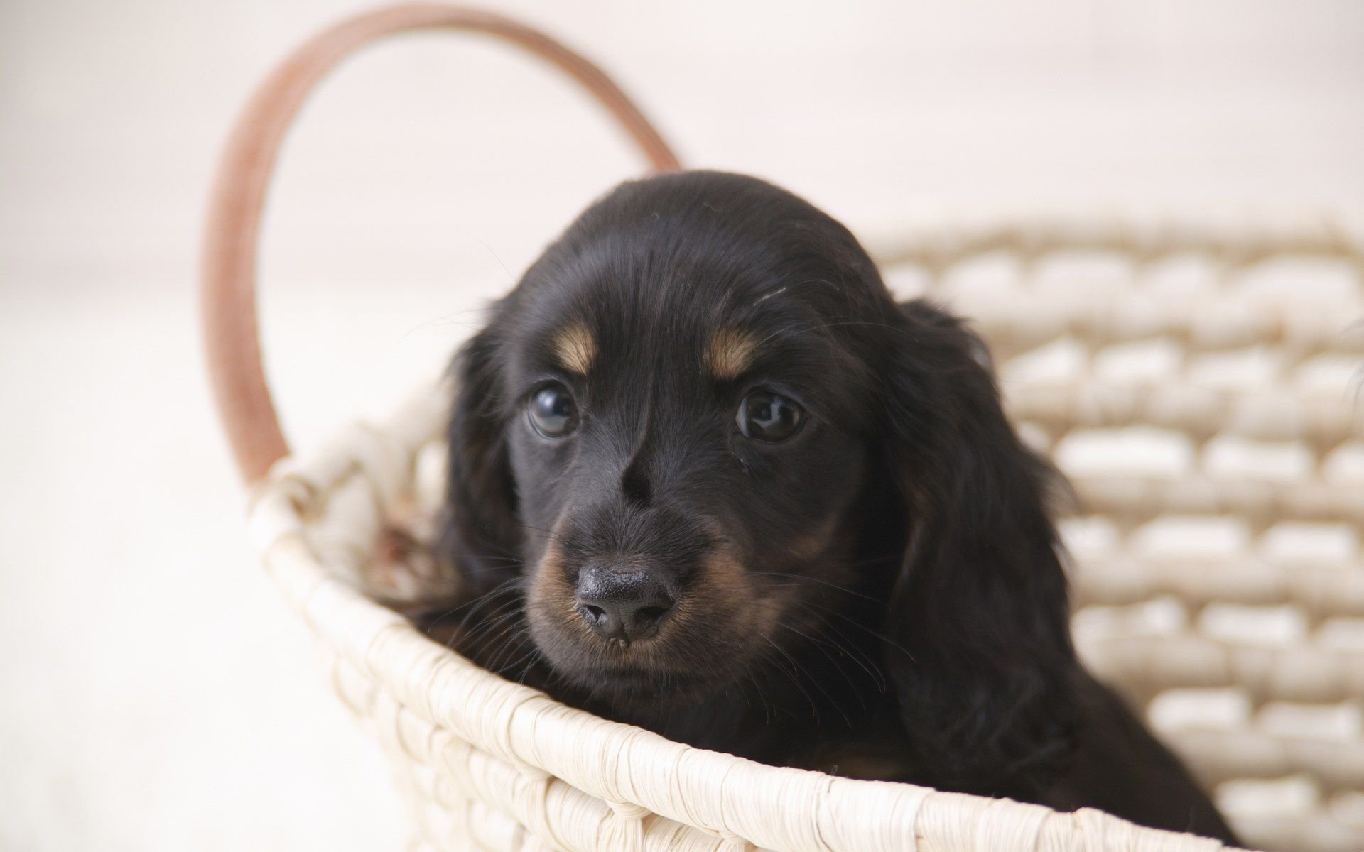 萌宠,汪星人,狗,卖萌,可爱,宠物,古灵精怪,憨态百出,儿童桌面专用