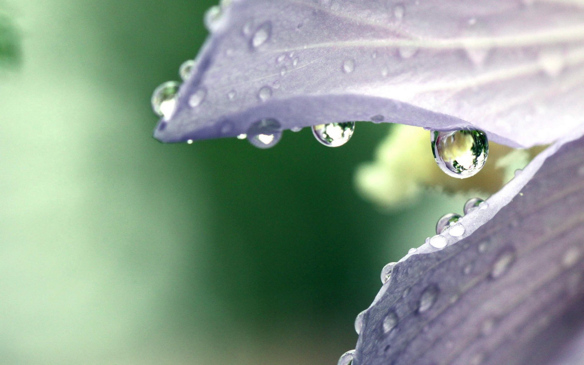 小清新,娇艳欲滴,花瓣,1月30日,儿童桌面专用