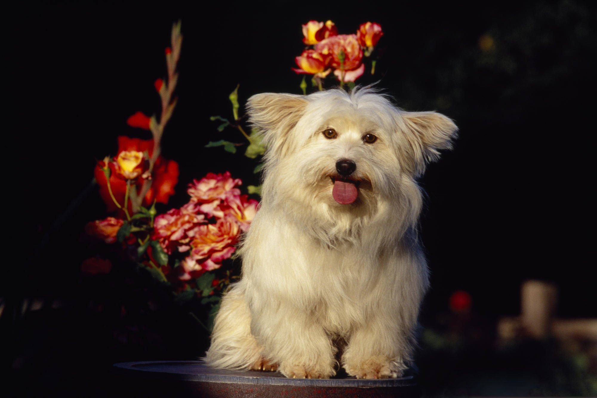 萌宠,汪星人,卖萌,古灵精怪,狗,可爱,宠物,儿童桌面专用