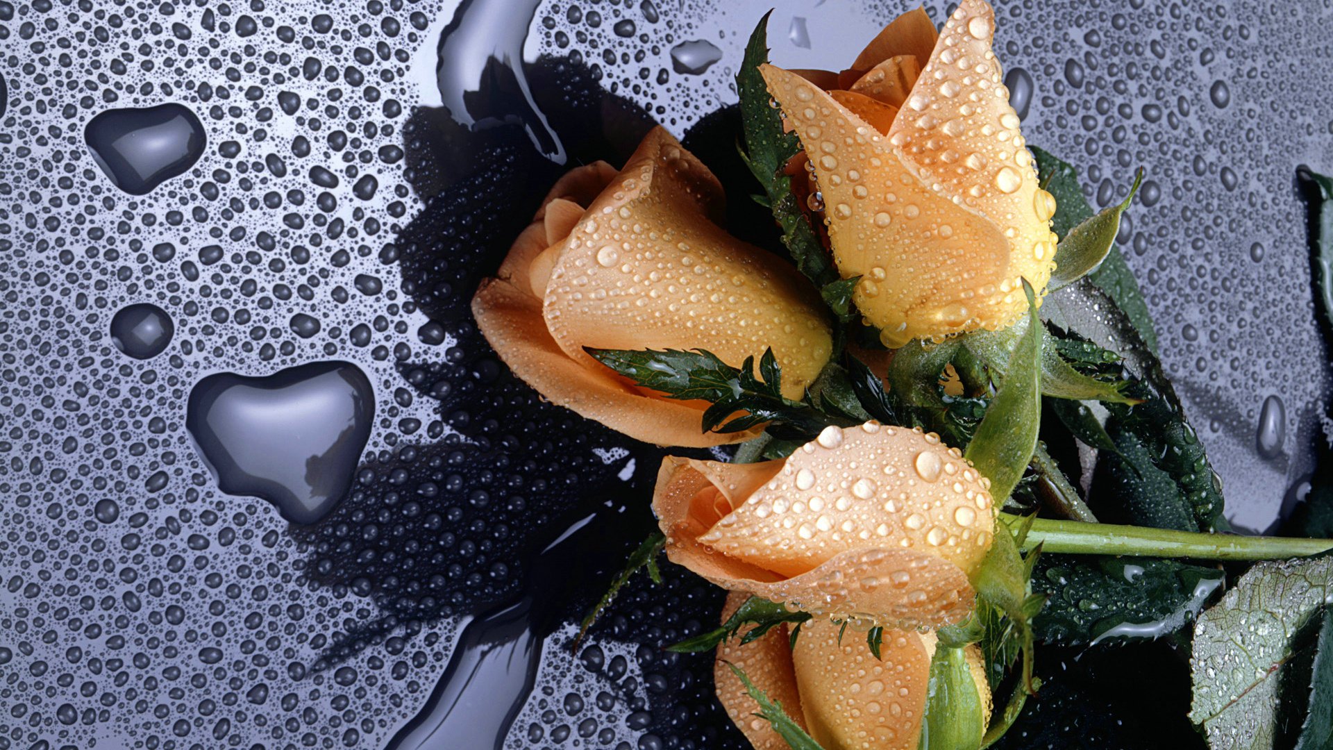 爱情美图,唯美温馨,玫瑰,浪漫