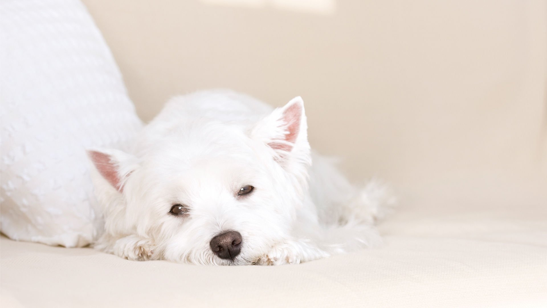 萌宠,汪星人,狗,卖萌,可爱,宠物,古灵精怪,憨态百出,睡觉中,儿童桌面专用