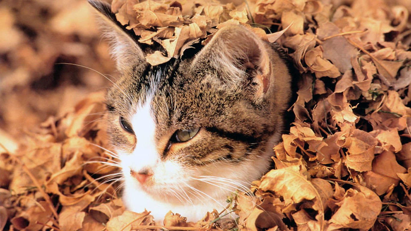 萌宠,喵星人,可爱,宠物,卖萌,憨态百出,儿童桌面专用