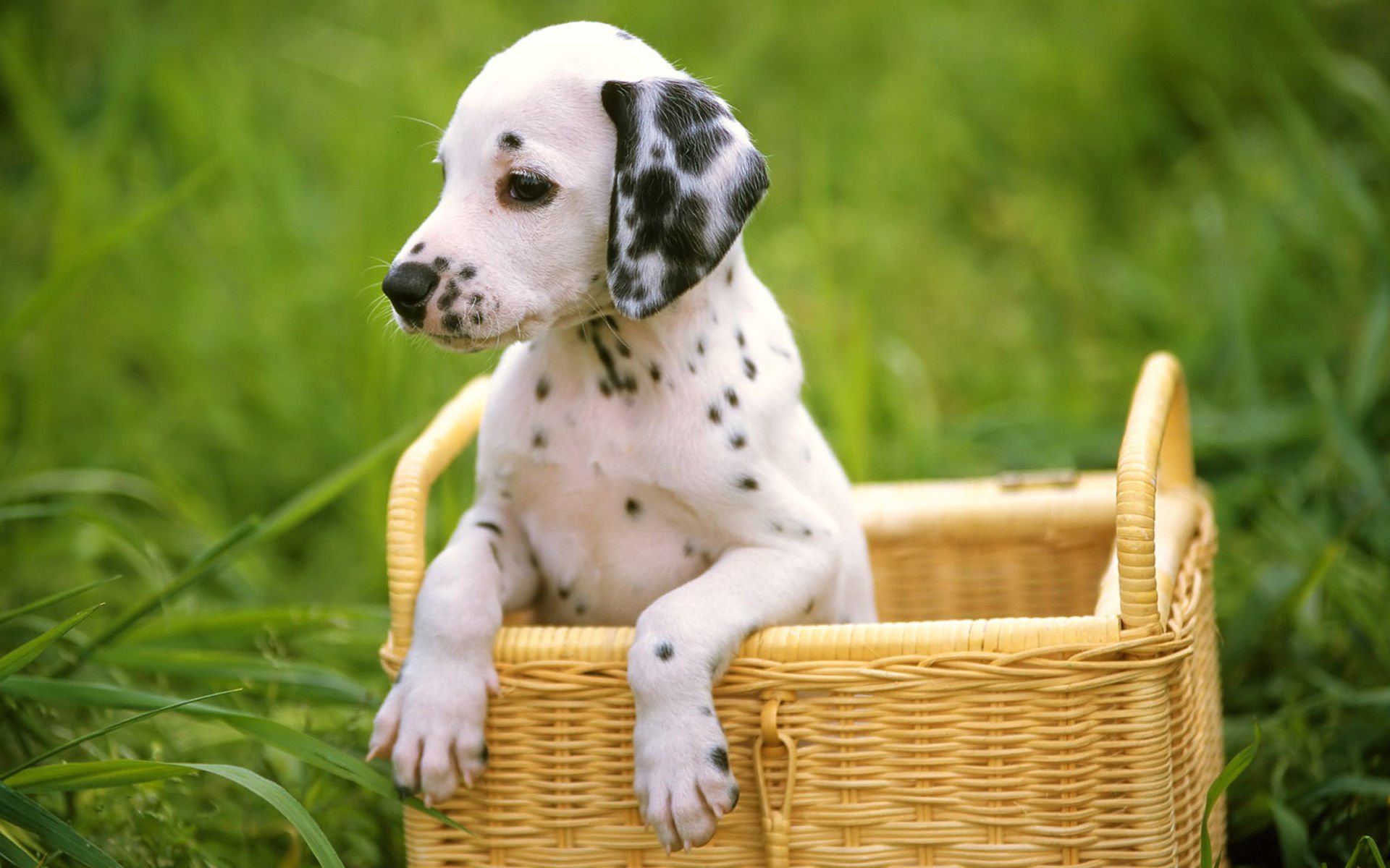 萌宠,汪星人,狗,卖萌,可爱,宠物,古灵精怪,憨态百出,儿童桌面专用