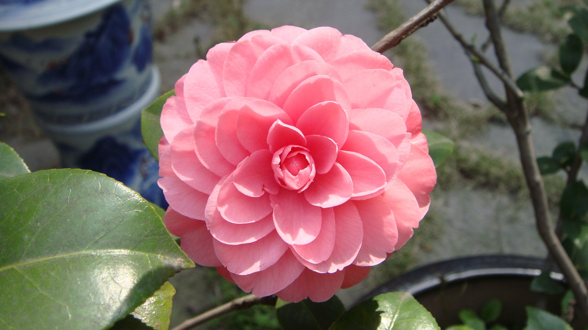 小清新,鸟语花香,花卉,一月六日,儿童桌面专用