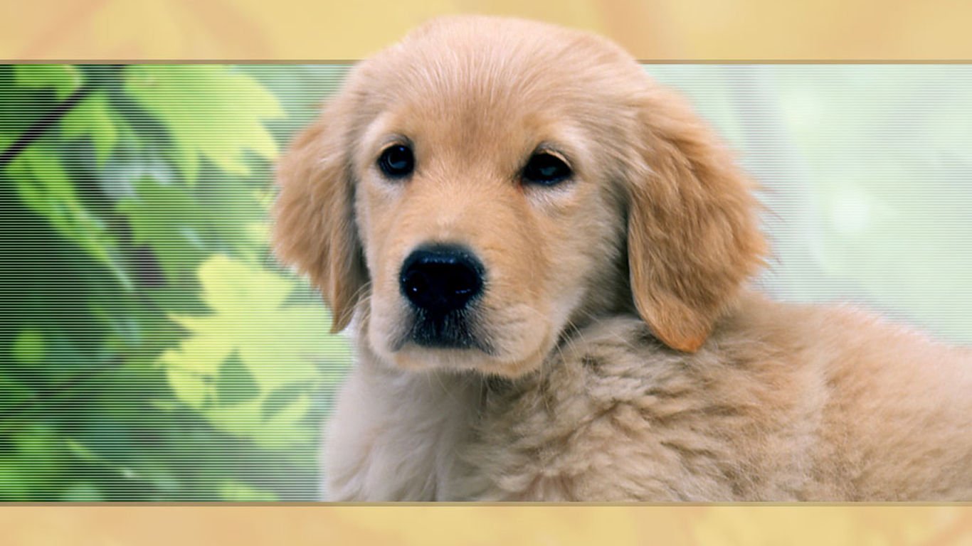 萌宠,汪星人,儿童桌面专用