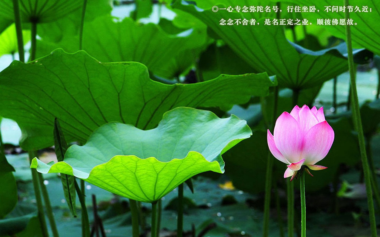 小清新,清新淡雅,荷花,佛教主题,1月21日,儿童桌面专用