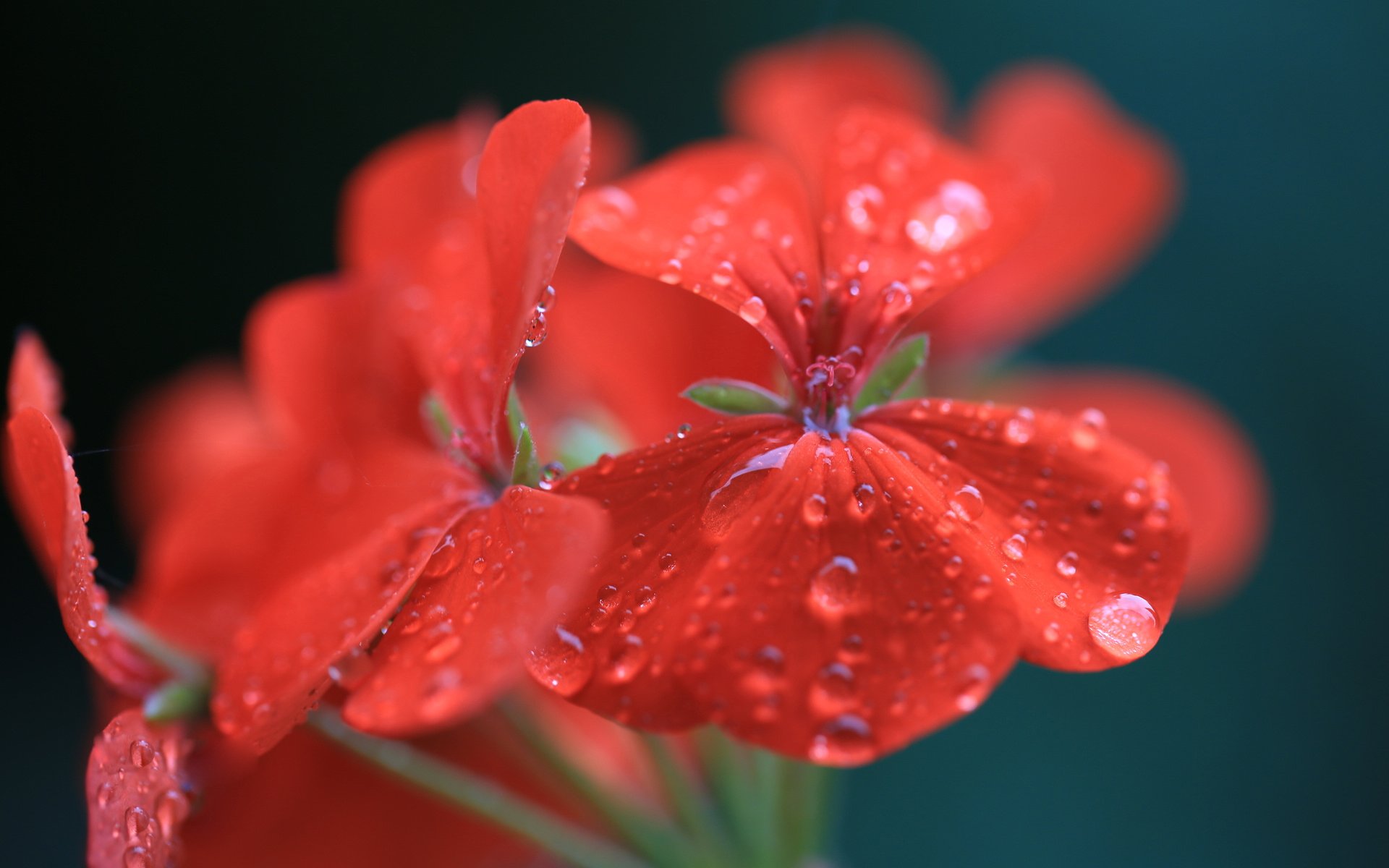 小清新,娇艳欲滴,花卉,1月15日,儿童桌面专用