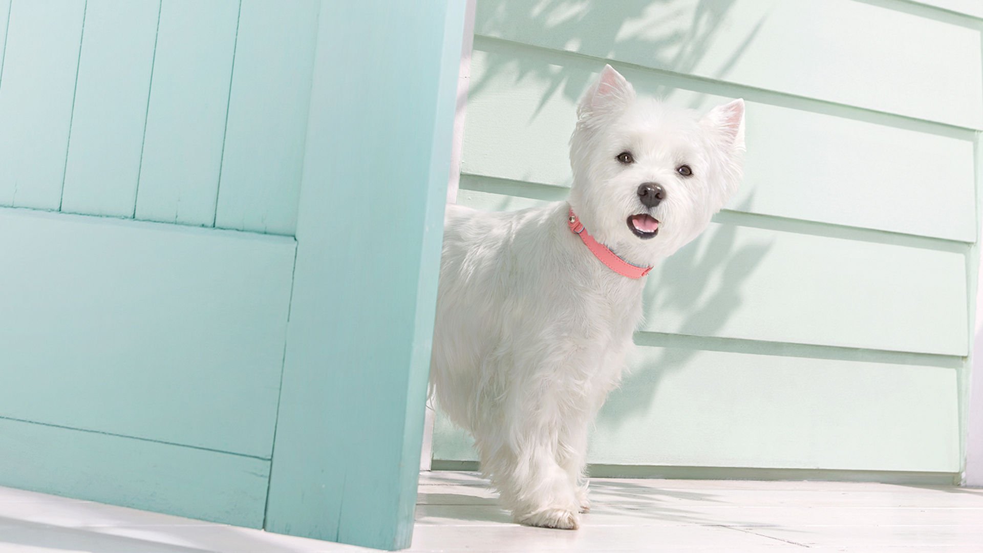 萌宠,汪星人,狗,卖萌,可爱,宠物,古灵精怪,儿童桌面专用