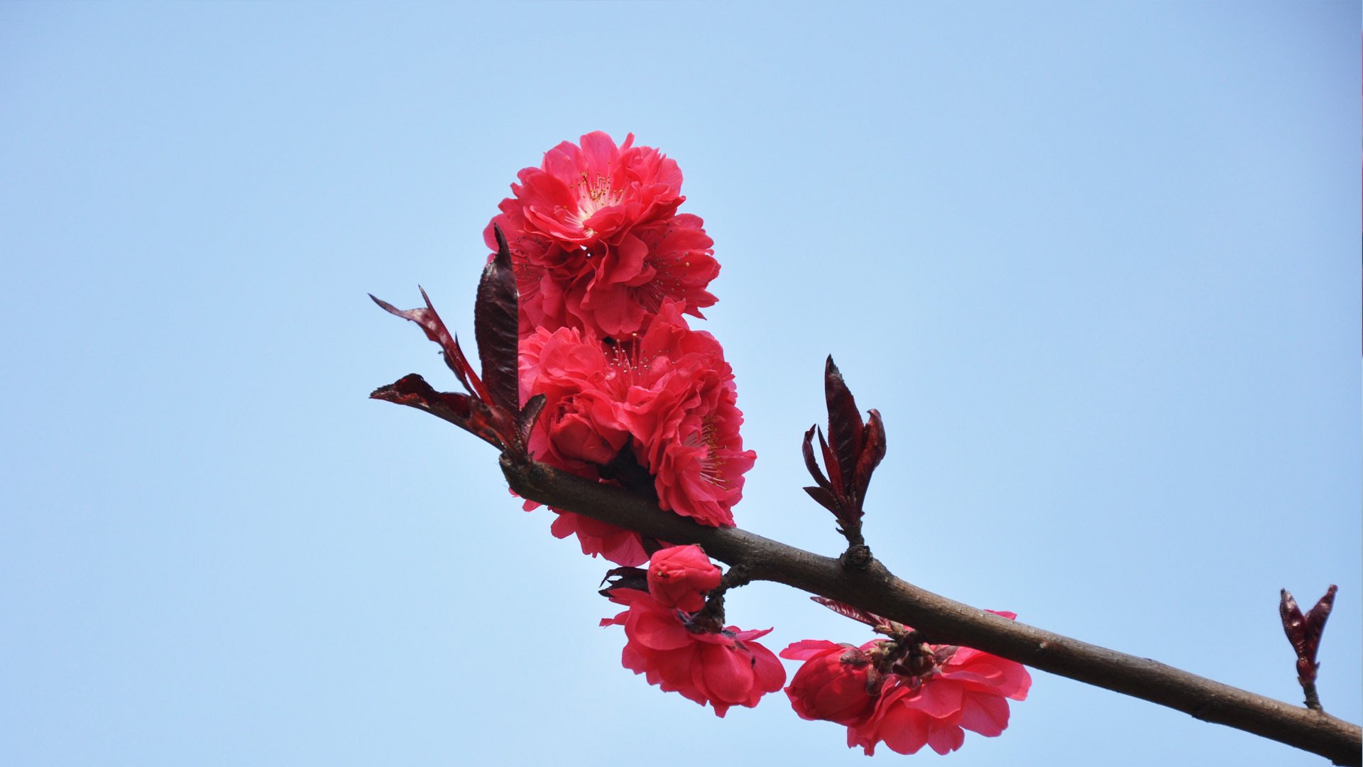 小清新,清新淡雅,花卉,1月29日,儿童桌面专用