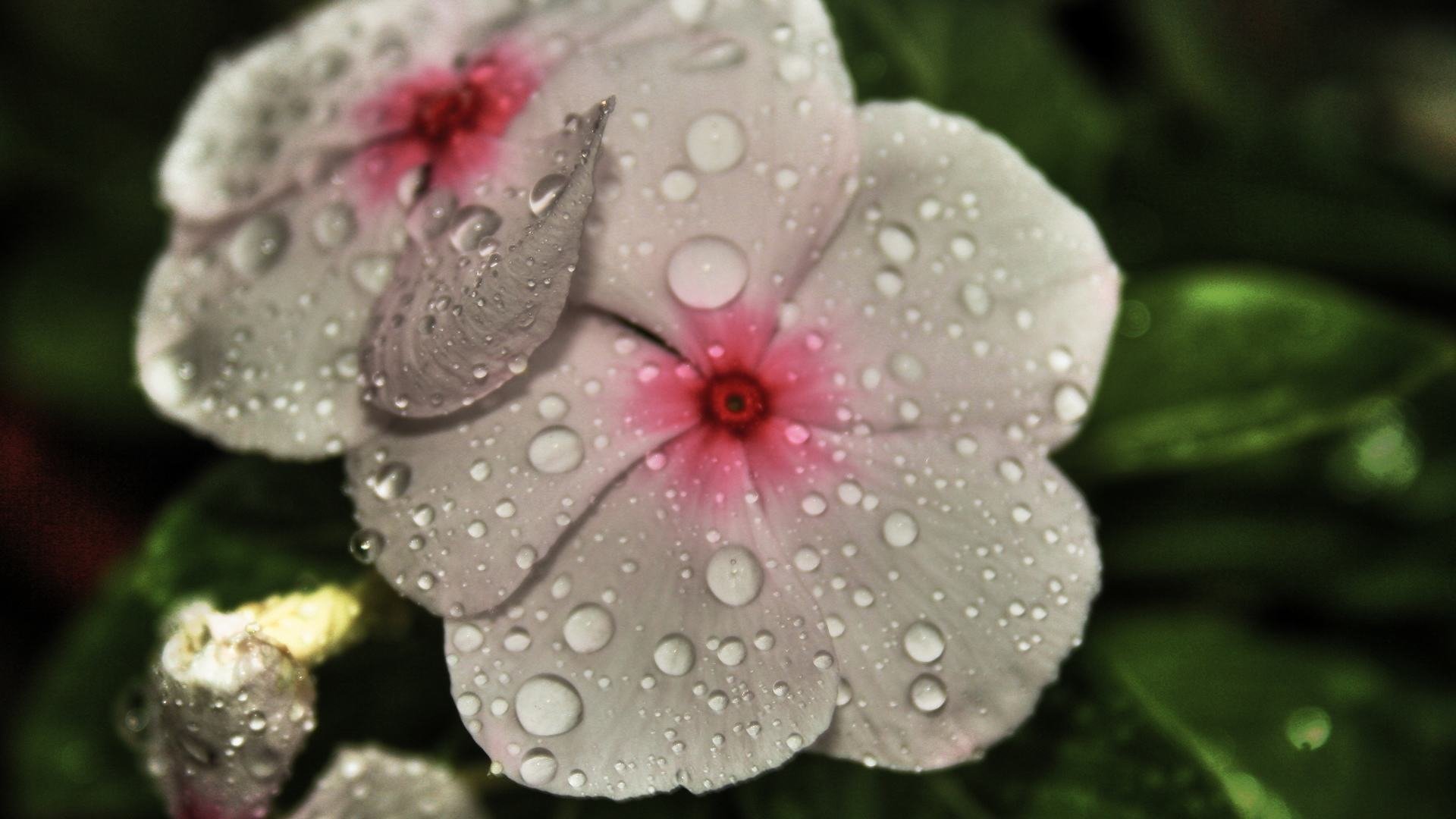 小清新,娇艳欲滴,花卉,1月28日,儿童桌面专用