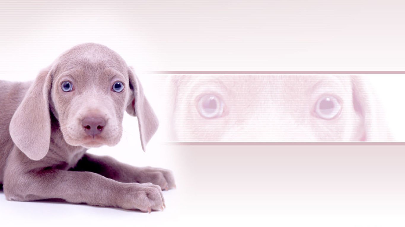 萌宠,汪星人,儿童桌面专用