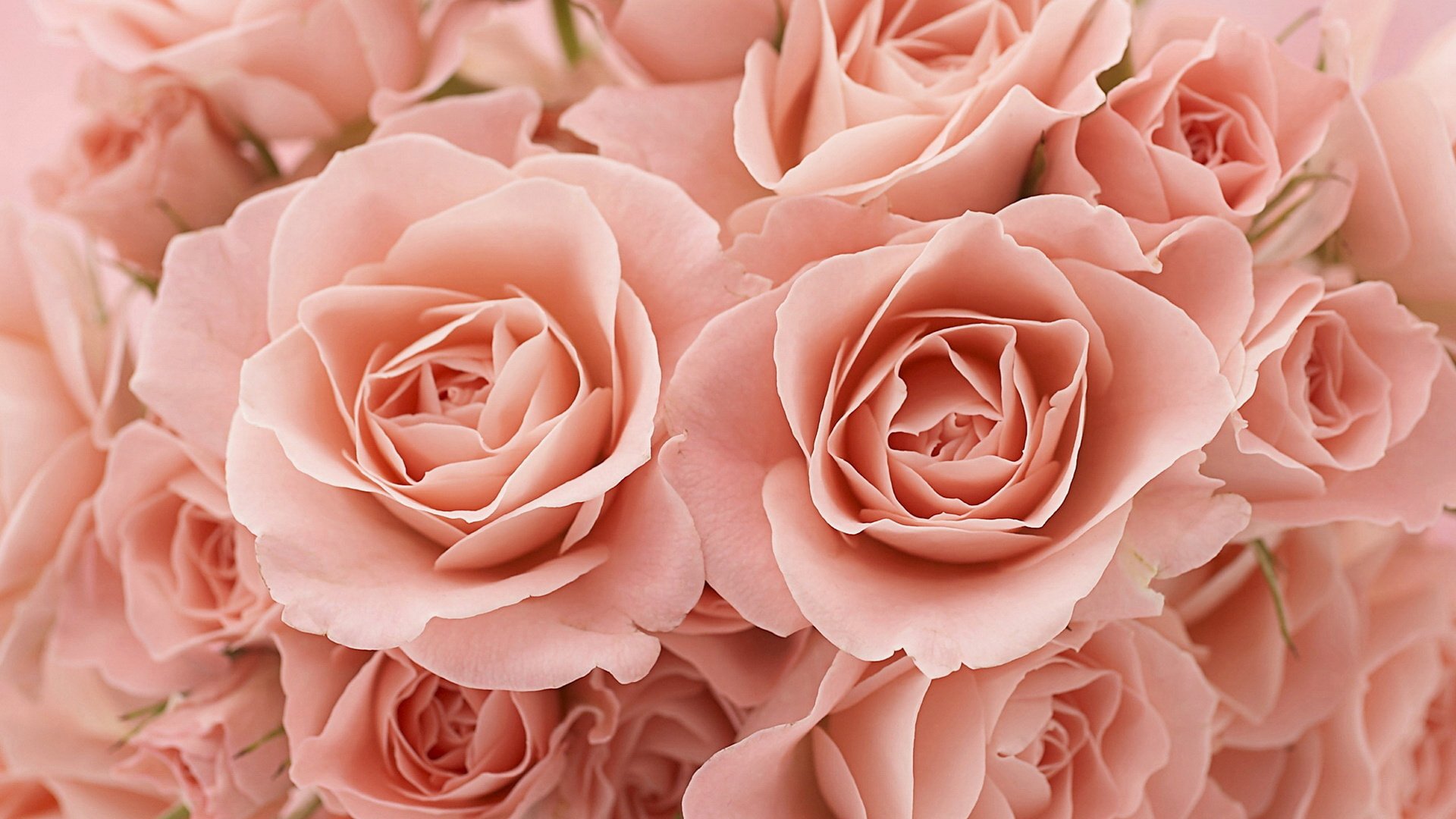 爱情美图,唯美温馨,玫瑰,浪漫