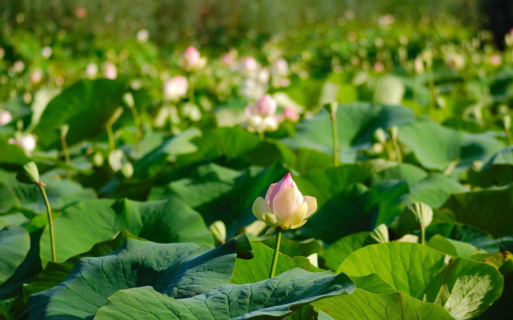 小清新,清新淡雅,荷花,1月23日,儿童桌面专用