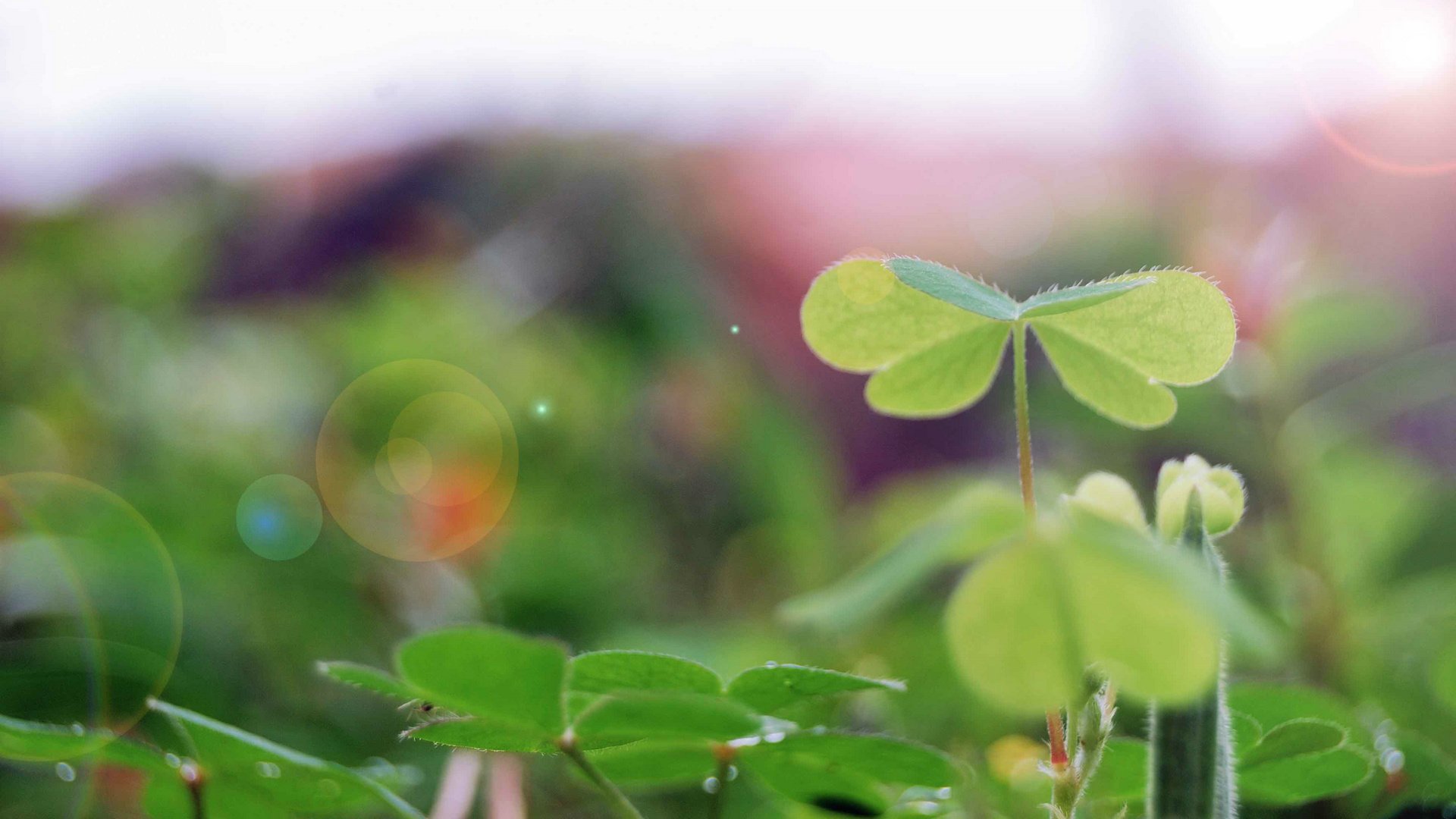 小清新,护眼壁纸,四叶草,幸运,儿童桌面专用