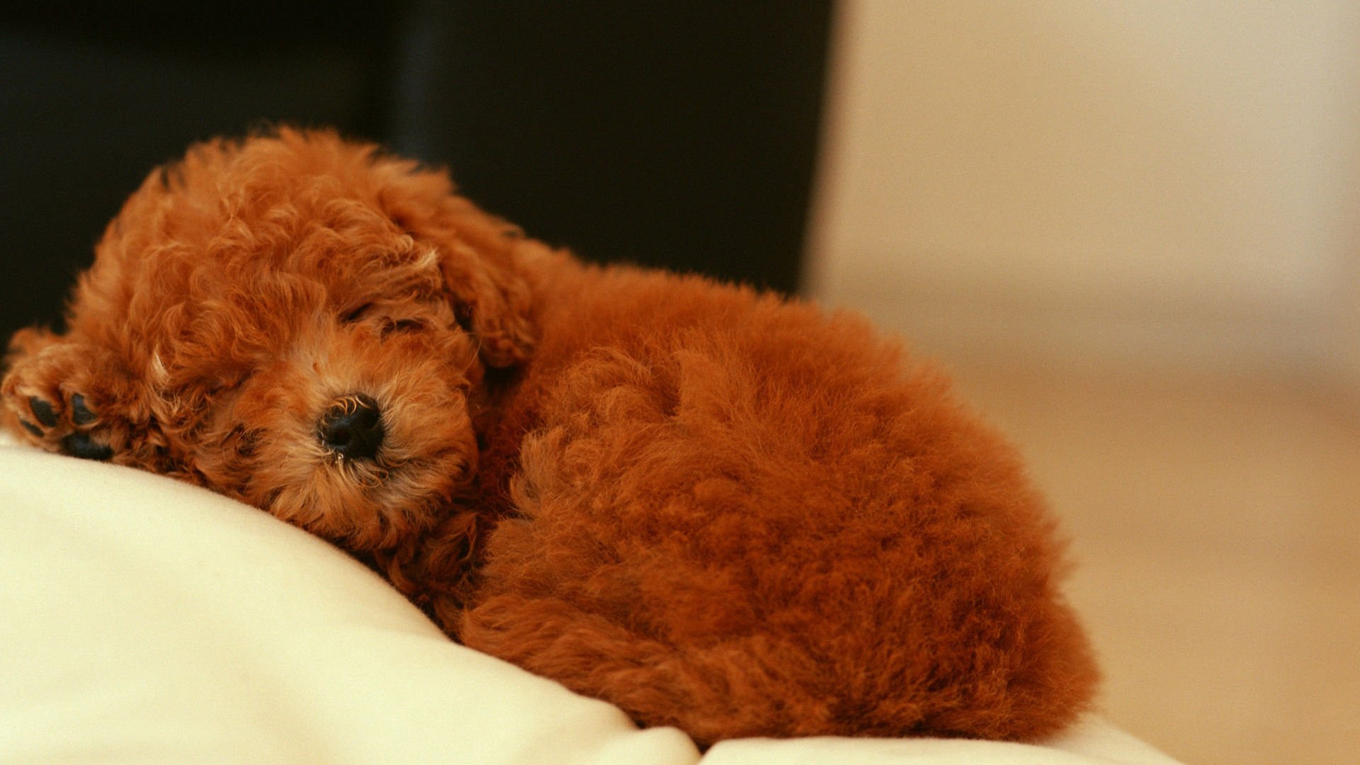 萌宠,汪星人,狗,宠物,动物,卖萌,古灵精怪,睡觉中,憨态百出,儿童桌面专用