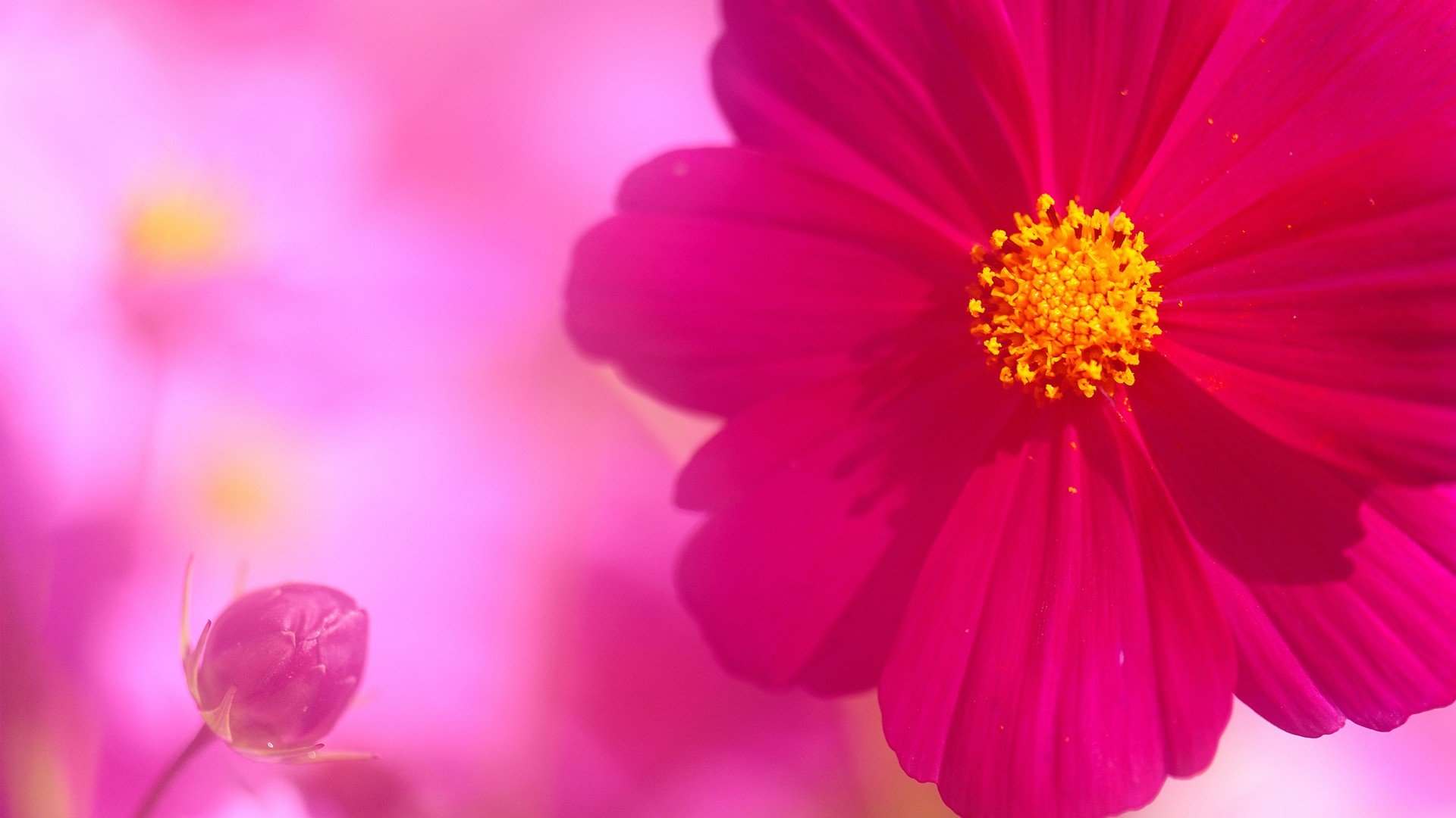 小清新,娇艳欲滴,花卉,一月十一日,儿童桌面专用