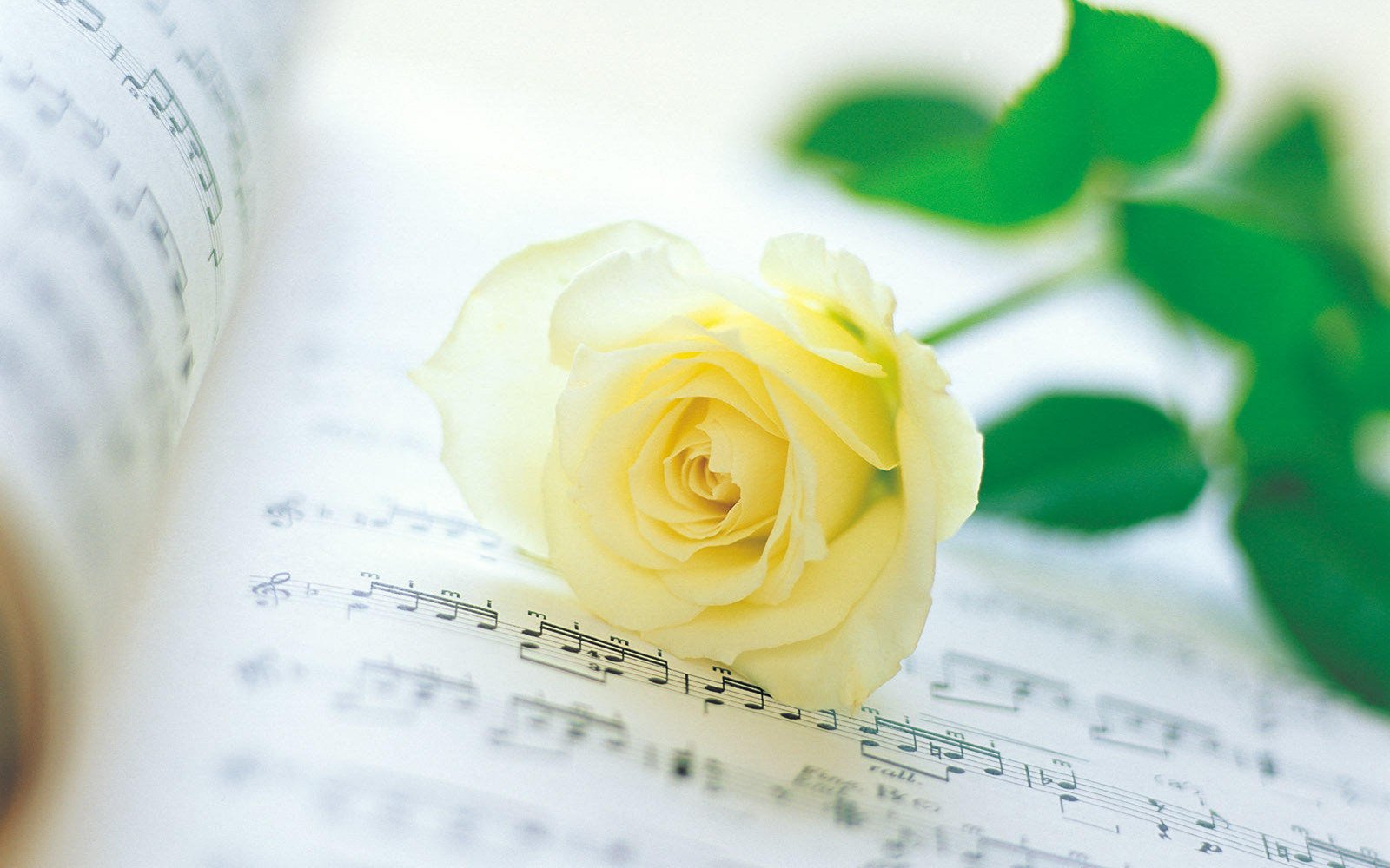 小清新,静物写真,玫瑰,书,1月28日,儿童桌面专用