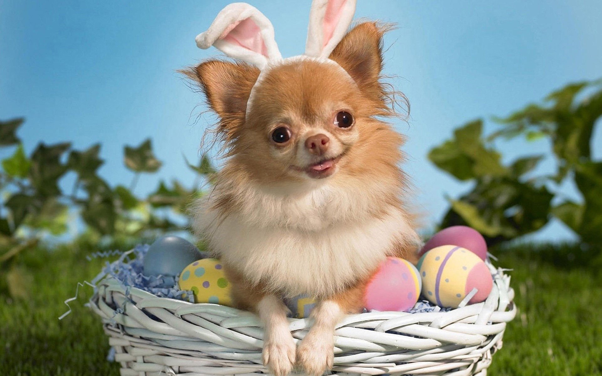 萌宠,汪星人,狗,卖萌,可爱,宠物,古灵精怪,憨态百出,搞笑图,儿童桌面专用