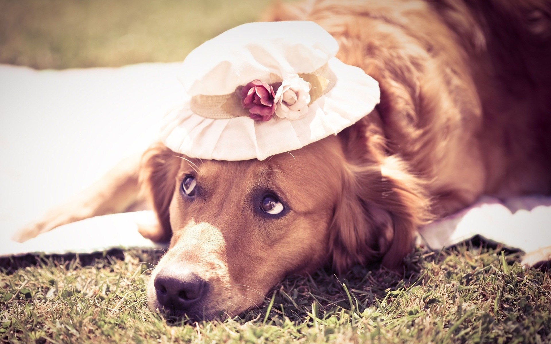 萌宠,汪星人,狗,卖萌,可爱,宠物,古灵精怪,憨态百出,搞笑图,儿童桌面专用