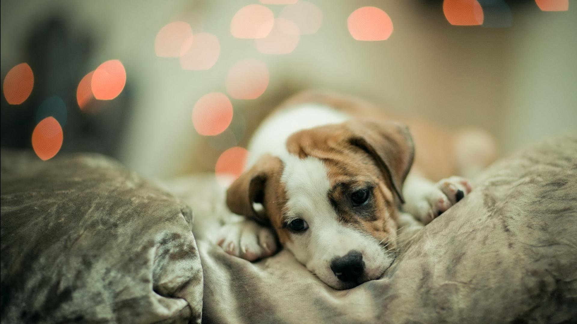 萌宠,汪星人,狗,卖萌,古灵精怪,可爱,憨态百出,儿童桌面专用