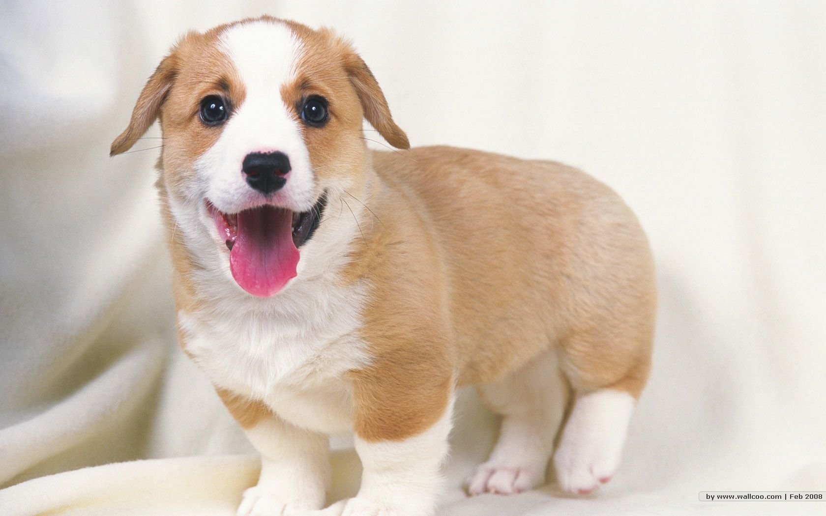 萌宠,汪星人,狗,卖萌,可爱,宠物,古灵精怪,儿童桌面专用