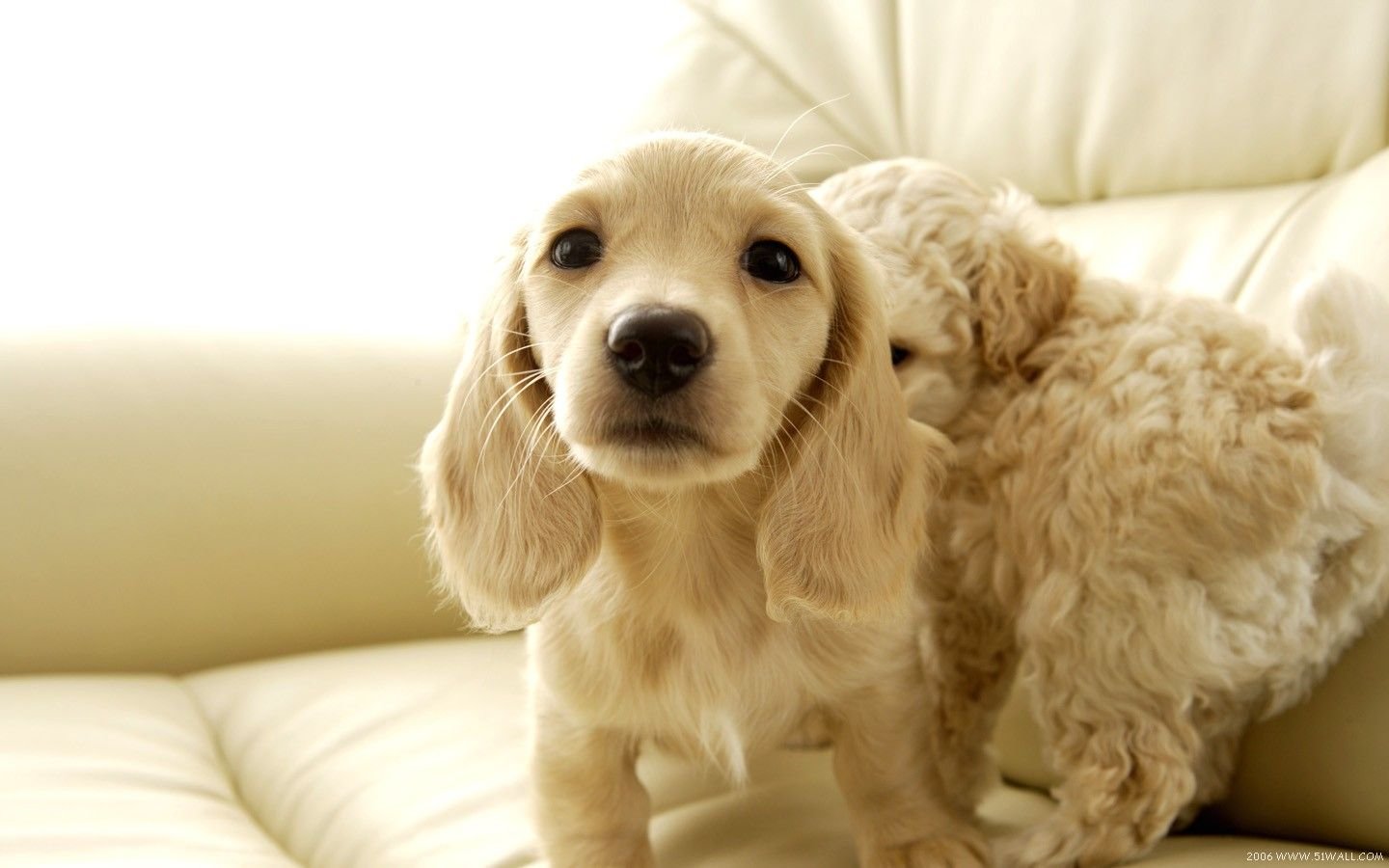 萌宠,汪星人,狗,卖萌,可爱,宠物,古灵精怪,憨态百出,儿童桌面专用