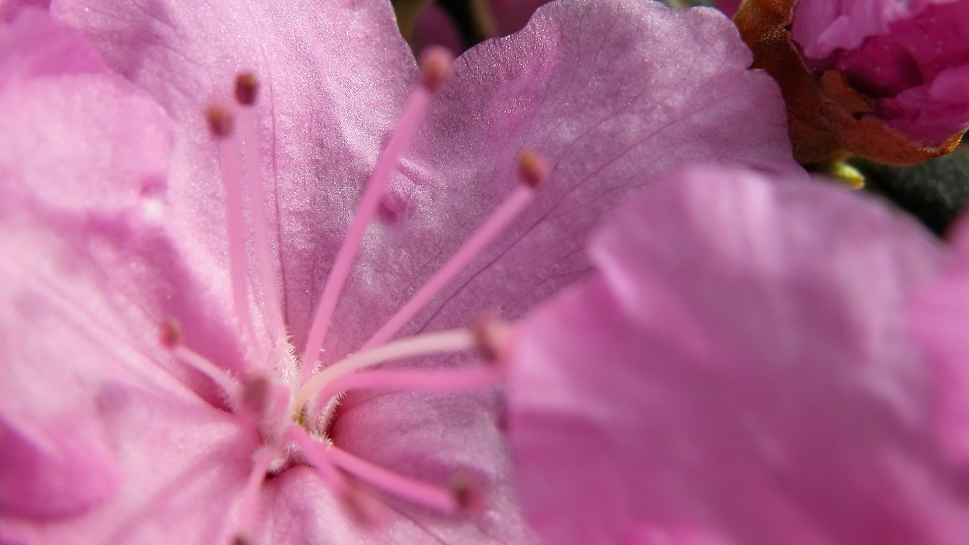 小清新,娇艳欲滴,花卉,微距摄影,1月28日,儿童桌面专用