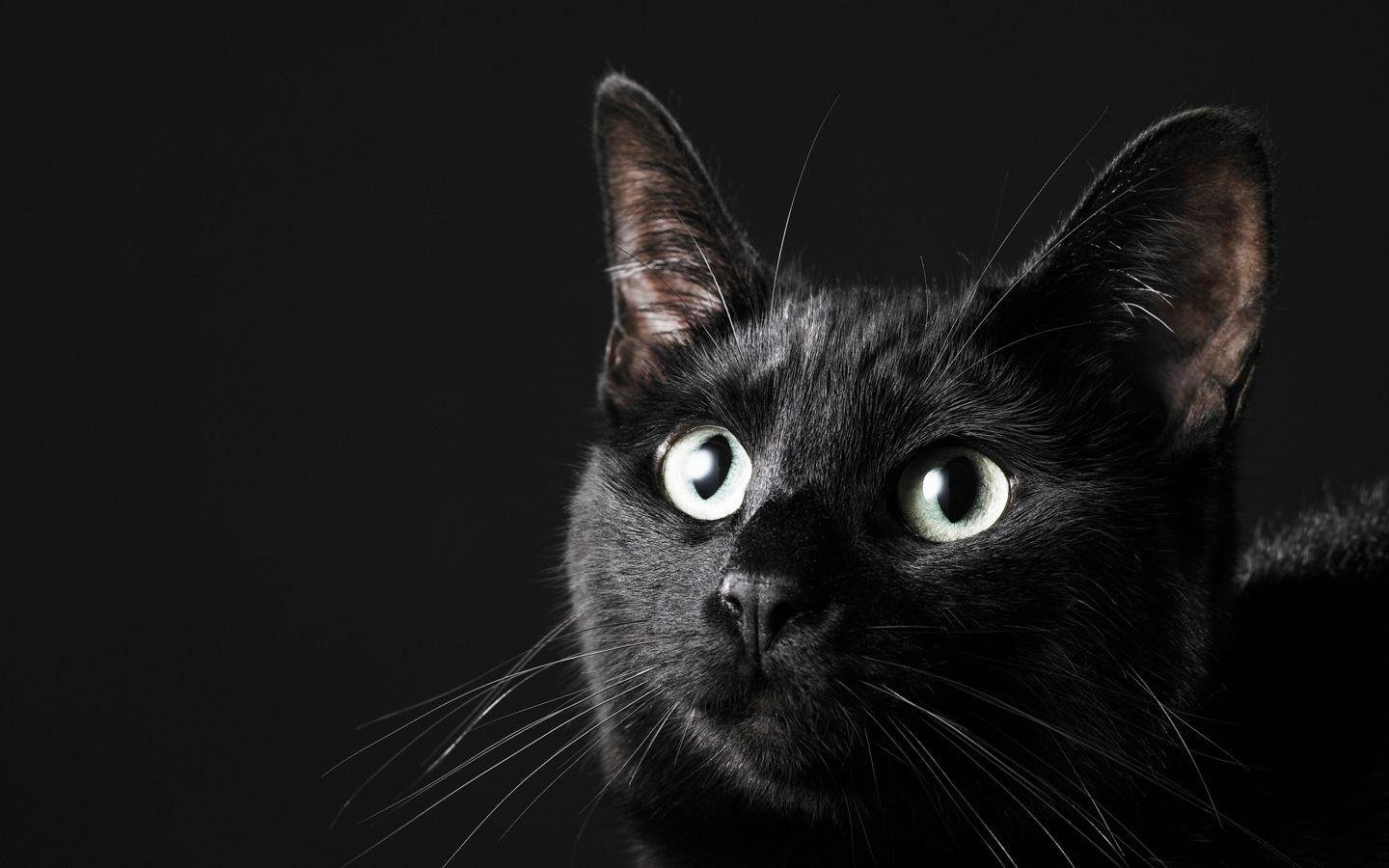 萌宠,喵星人,儿童桌面专用