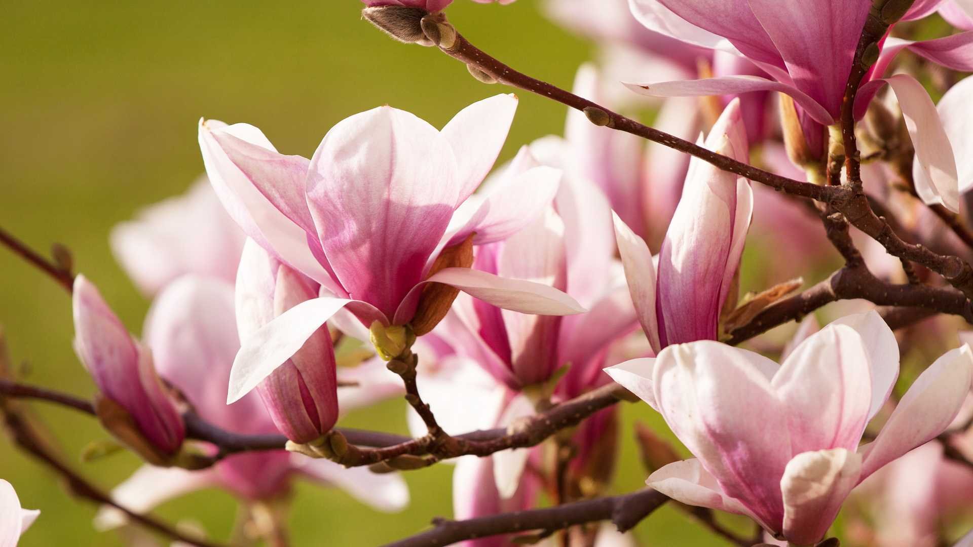 小清新,鸟语花香,花卉,一月八日,儿童桌面专用