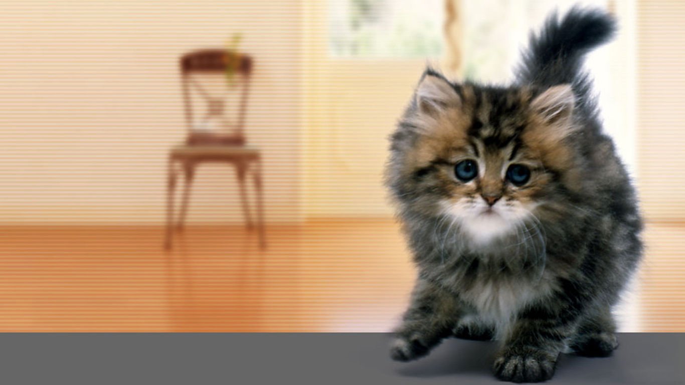 萌宠,喵星人,儿童桌面专用