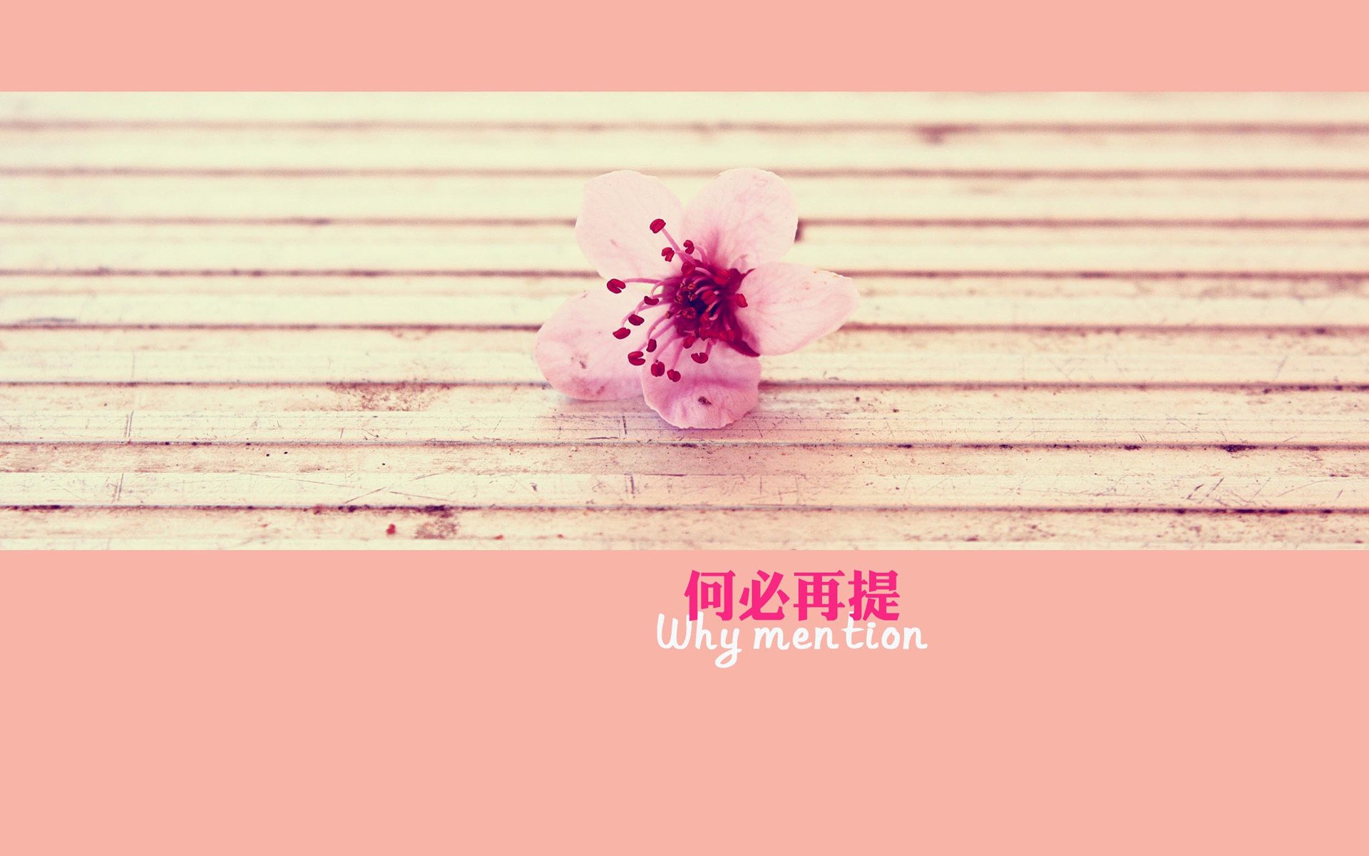 小清新,静物写真,花卉,1月23日,儿童桌面专用