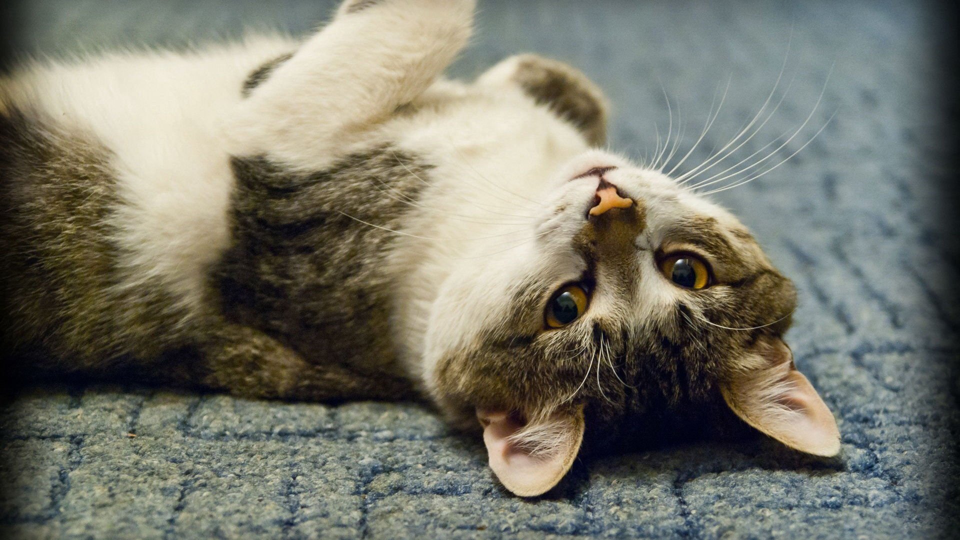 萌宠,喵星人,猫,宠物,动物,卖萌,古灵精怪,憨态百出,儿童桌面专用