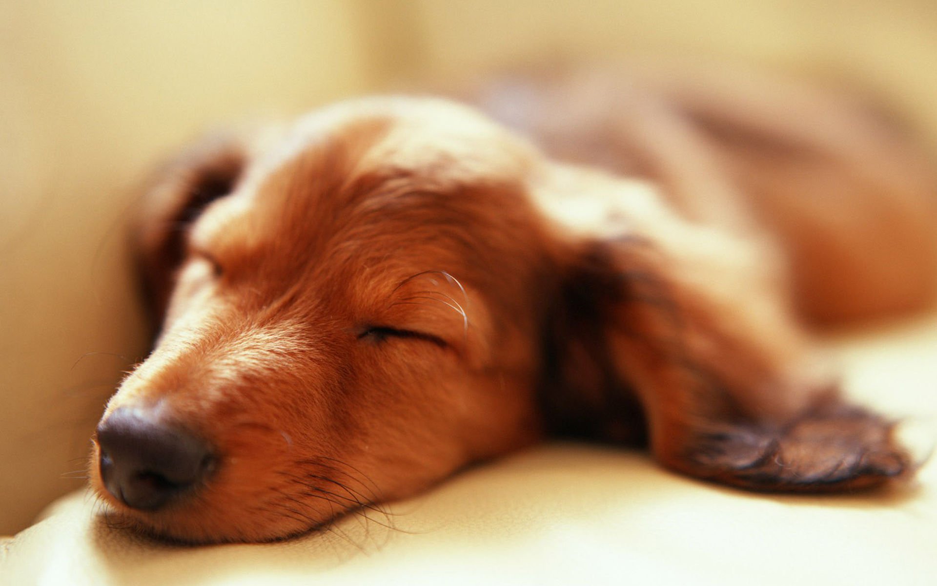 萌宠,汪星人,狗,卖萌,可爱,宠物,古灵精怪,憨态百出,睡觉中,儿童桌面专用