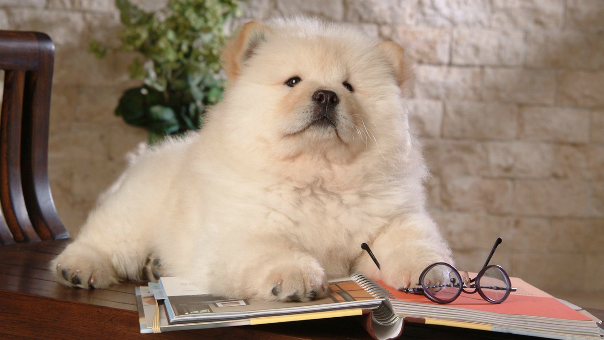 萌宠,汪星人,儿童桌面专用