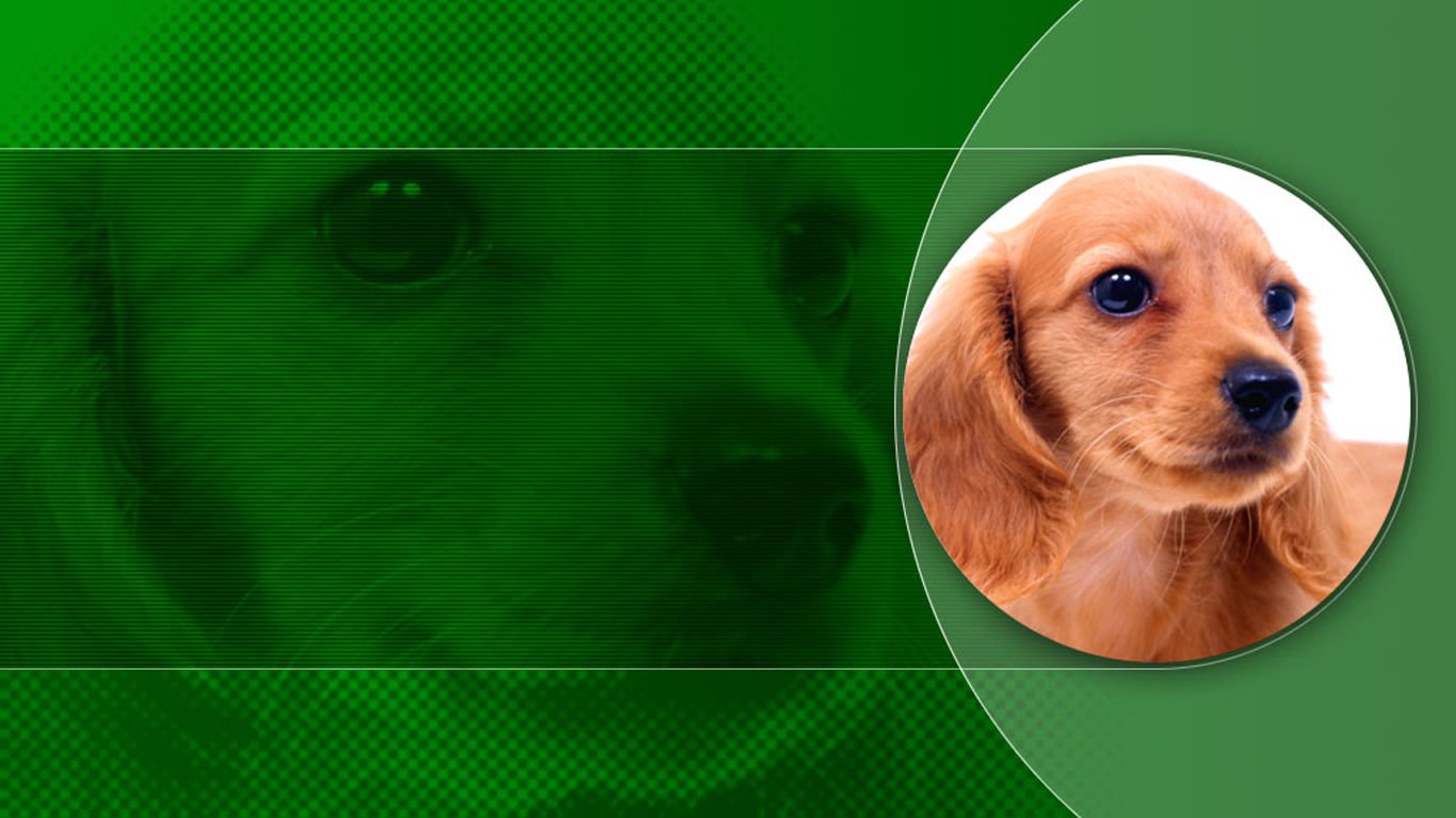 萌宠,汪星人,儿童桌面专用