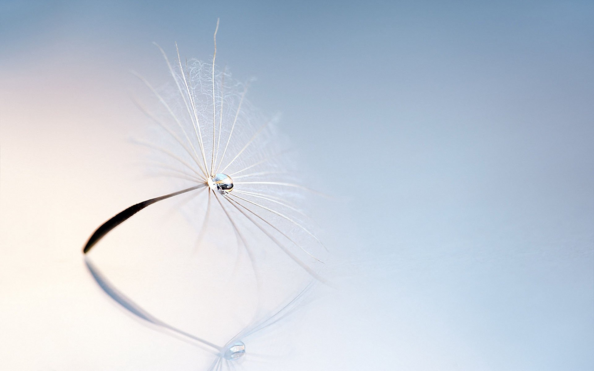 小清新,静物写真,蒲公英,一月六日,儿童桌面专用